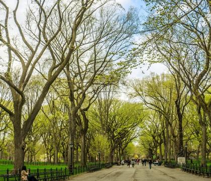 Decorative image for: Bing Overseas Studies Program-Stanford in New York (Spring Quarter)