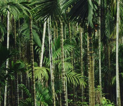 Palm Tree Forest