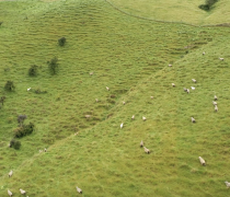 Sheep grazing atop a green hill
