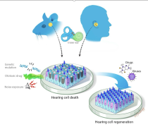 Inner ear regeneration and protection