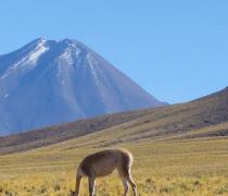 Kevin's picture from atacama highlands

